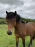 Poulain Dartmoor 2024