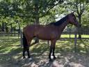 Super cheval polyvalent 