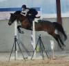 Poney de sport 