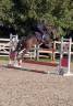 À VENDRE — Ponette D d’exception pour le sport 
