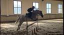 CONNEMARA  140 CM 14 ans Assurance Vie