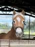 Poney Haflinger