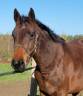 Casallo Z, 2 ans, magnifique pouliche