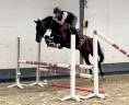 Très chouette jument kwpn de 4 ans, 1m60