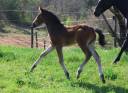 Magnifique Pouliche PFS - Dressage