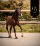 Mâle kwpn Vitalis x Negro