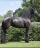 Frison PP