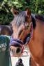 Ponette C origine constatée CSO 