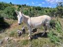 Ane miniature 