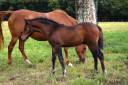 Foal mâle PFS pour sport et/ou repro