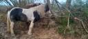 saillie par irish cob oc