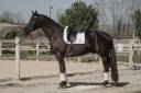 Magnfique Hongre Selle Francais par Glamourdale