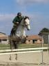 Hongre 9 Ans, 1m70,  Idéal CSO Club Elite 