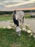 Hongre 9 Ans, 1m70, idéal 1er cheval, CSO Club Elite 
