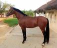 INVICTO : Jeune cheval de sport avec élégance