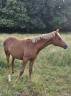 Pouliche 2025 Pur Sang arabe Pur Russe