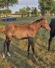 POULICHE 2025 TOP PEDIGREE