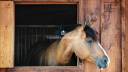 Magnifique Domaine Equestre en Touraine