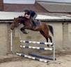 Jolie jument kwpn de 4 ans 1m65