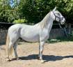 Très joli hongre de 6 ans plein papier Lipizzan 1m60