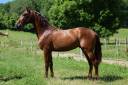 IMPERIAL - PRE 3 ans, cheval d'avenir 