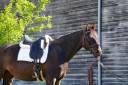 KWPN 7 ans par Sandreo x Quazar – Potentiel Dressage