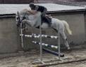 Très jolie jument hanovrienne 14 ans 1m68