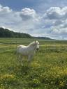 Cheval Camargue 