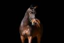 Jument KWPN Cheval de Sport Néerlandais A vendre 2022 Bai par Expression