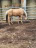 Quarter horse gelding