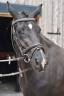Jument Oldenbourg Dressage 3 ans 