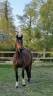 Jument CSO 8 ans 