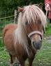 Jument Poney Shetland- 4 ans 980.-