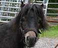 Poney Shetland,  bai pangaré, 3 ans 980.-