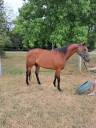 Femelle PS de 5 ans a vendre