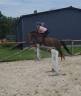 Poney b à louer