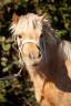 Ponette Shetland Miniature robe Palomino