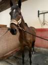 Recherche quart de pension pour cheval polyvalent 