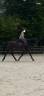 Recherche quart de pension pour cheval polyvalent 