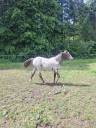 Pouliche PP RBP (crois&eacute;e Appaloosa Fondation)