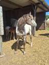 Pouliche PP RBP (crois&eacute;e Appaloosa Fondation)