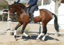 Un PRE dressage