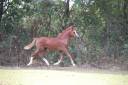 TRES CHIC POULICHE WELSH A