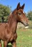 Pouliche sf Casallo z