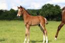 Poulain Foal SF par Consult DL Vie