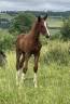 Superbe foal katoki de Riverland x Kannan 