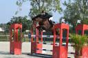  A LOUER  PONEY GAGNANT GRAND PRIX