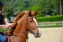 HONGRE 7 ANS POUR AMATEUR ELITE