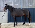 Jument poulinière de 7 ans par Casall à vendre