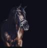 Jument KWPN Cheval de Sport Néerlandais A vendre 2014 Autre couleur par Eastwood s